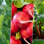 5 Easy-to-Grow Vegetables for a Successful First Garden