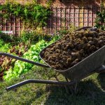 How to Use Horse Manure for Gardening: A Guide to the Benefits and Techniques