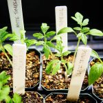 How to Repot Tomato Seedlings for Bigger and Better Plants