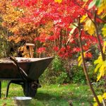 November Gardening: Maximize Your Harvest & Leaves