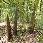 5 Simple Ways to Banish Invasive Bamboo Forever!